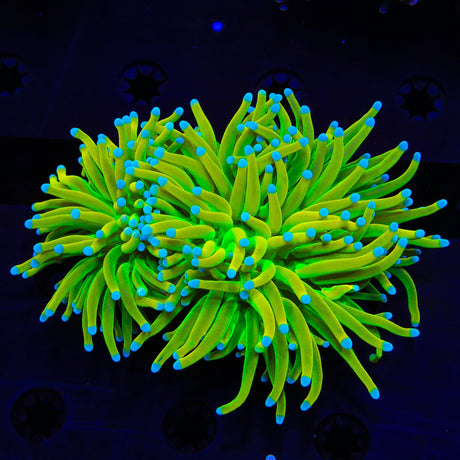 Holy Grail Torch Coral - 2 Heads