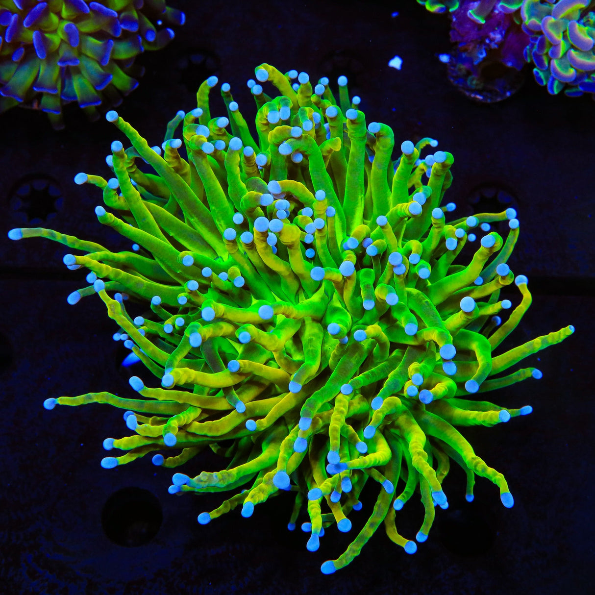 Holy Grail Torch XL Frag Coral