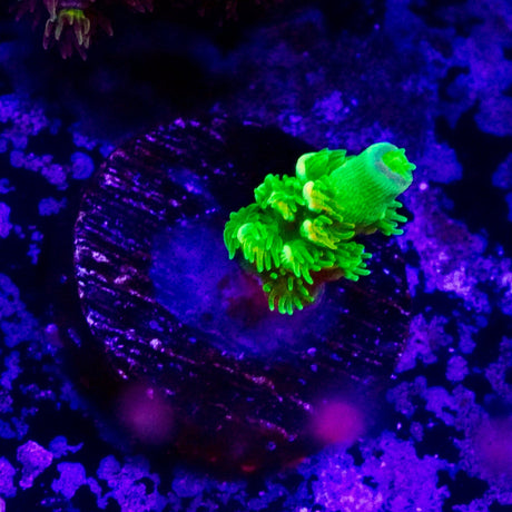 Homewrecker Acropora Coral