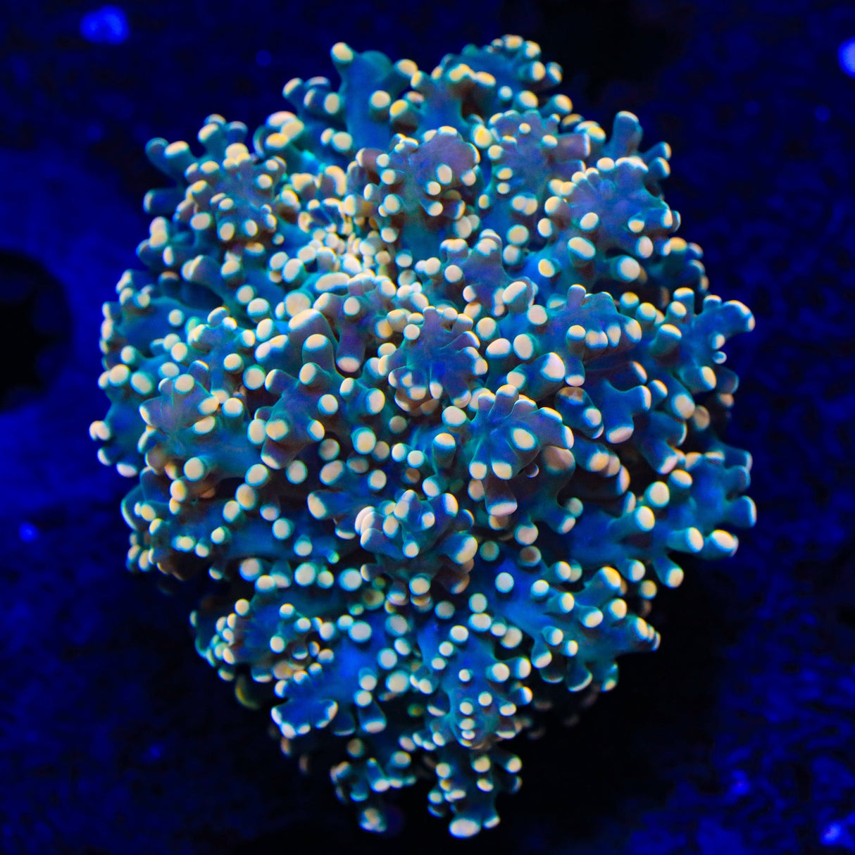 Honey Comb Octospawn Coral