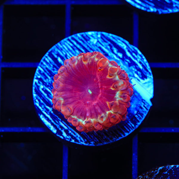 Hot Ring Blastomussa Coral