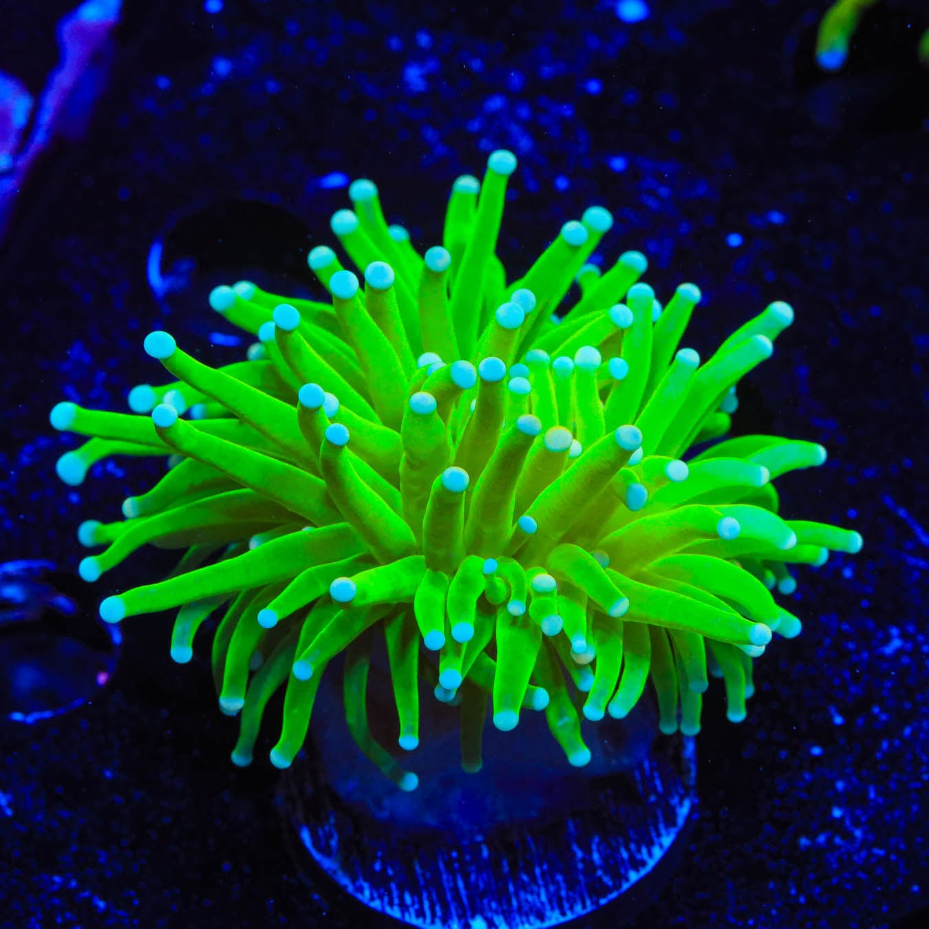Hulk Torch Coral – Top Shelf Aquatics