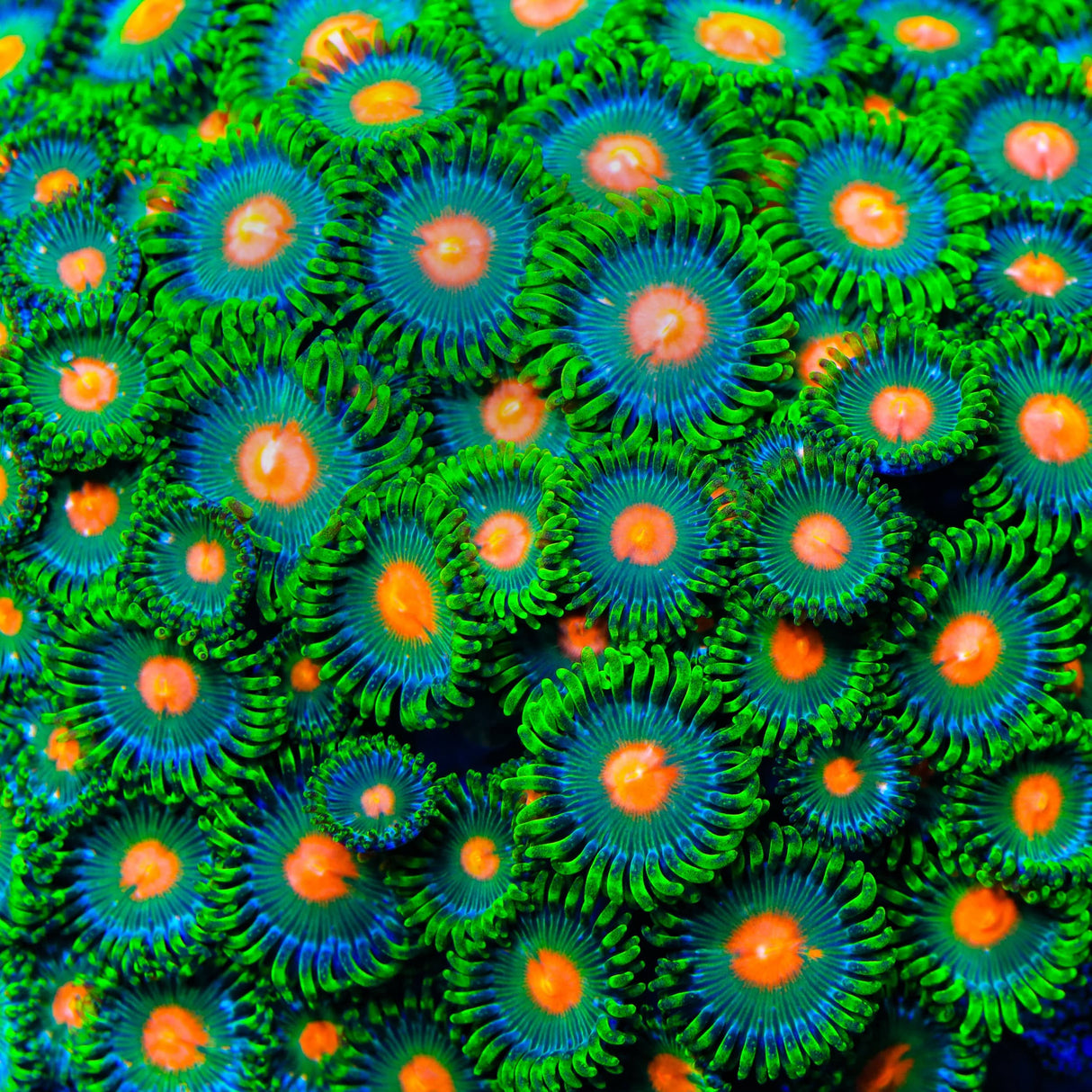 Hurricane Zoanthid Coral