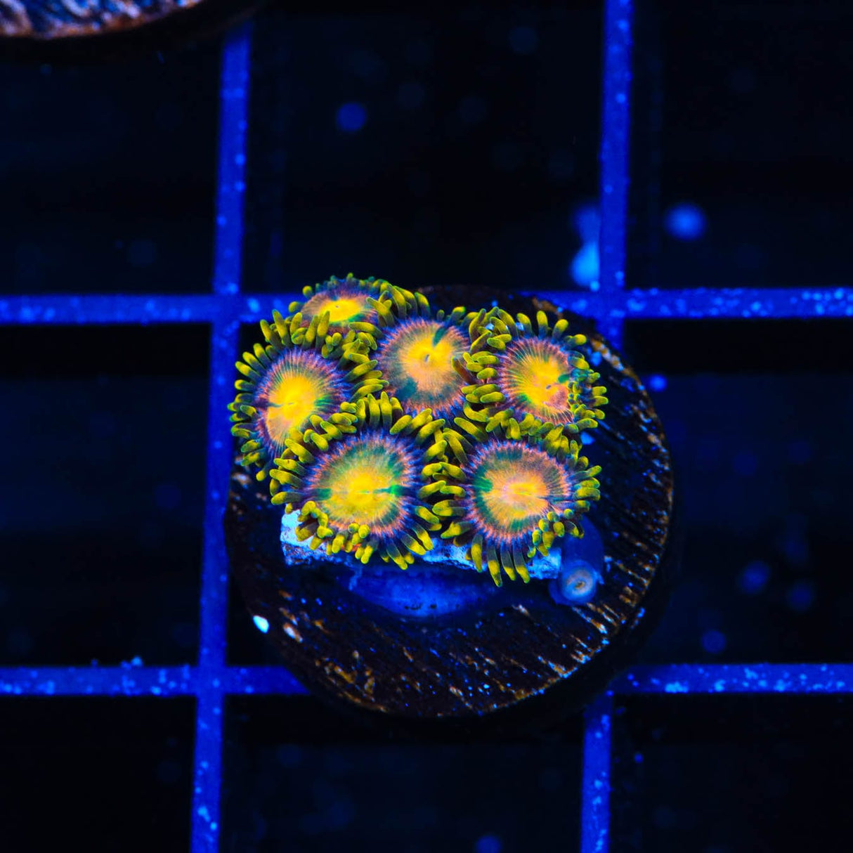 Hydra Lady Dragon Zoanthids Coral