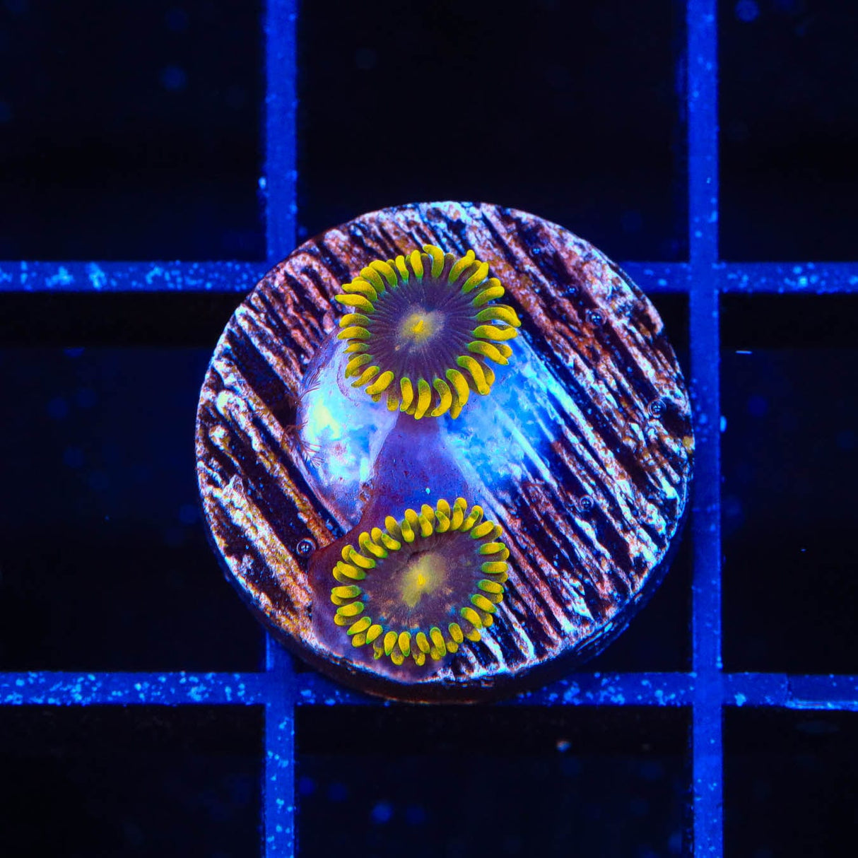 Hydra Lady Dragon Zoanthids Coral