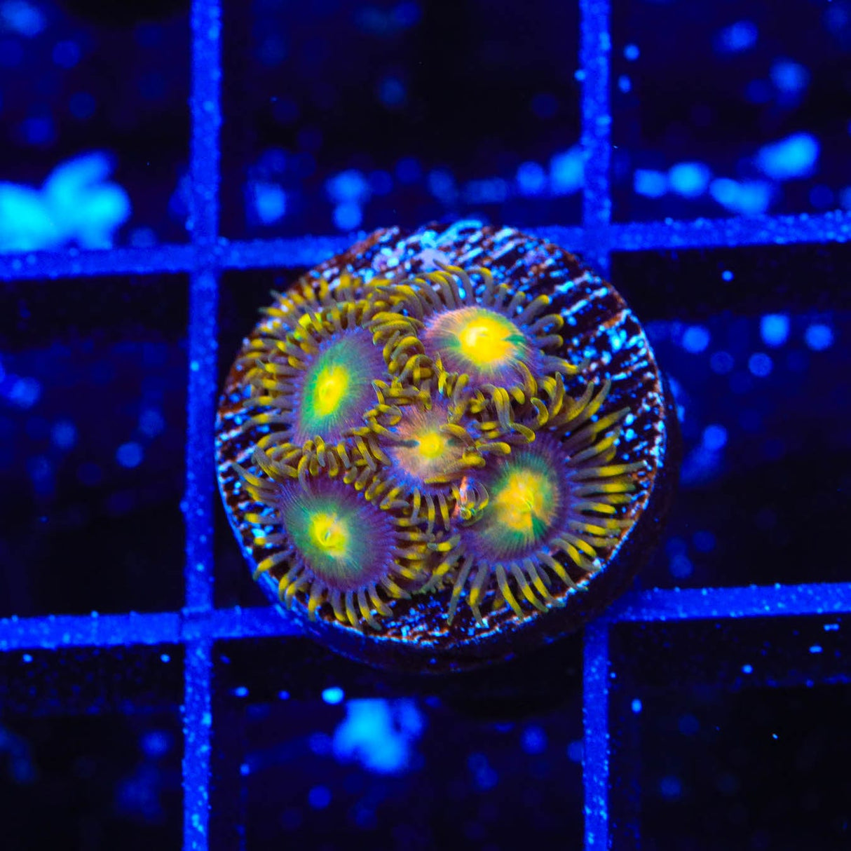 Hydra Lady Dragon Zoanthids Coral