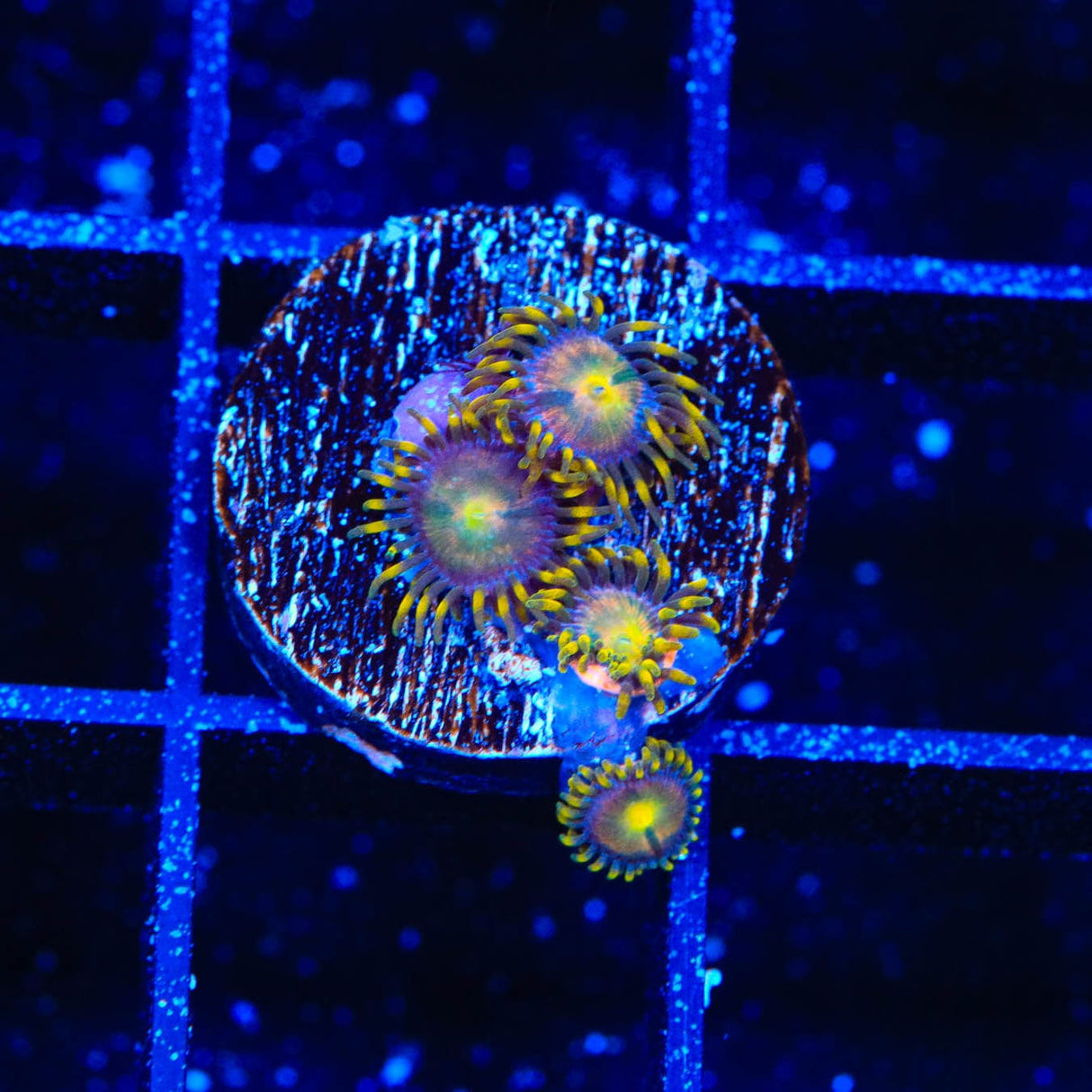 Hydra Lady Dragon Zoanthids Coral