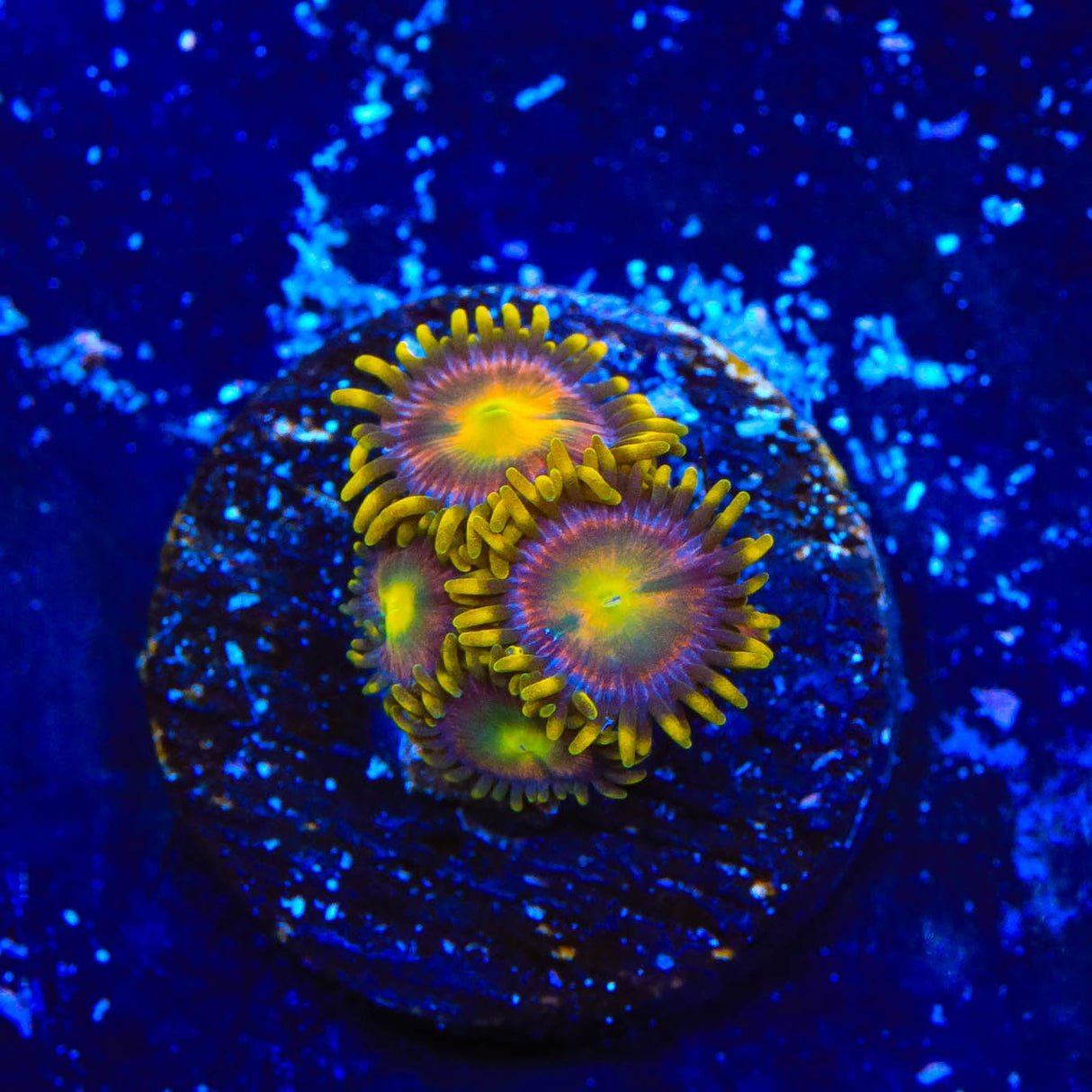 Hydra Lady Dragon Zoanthids Coral
