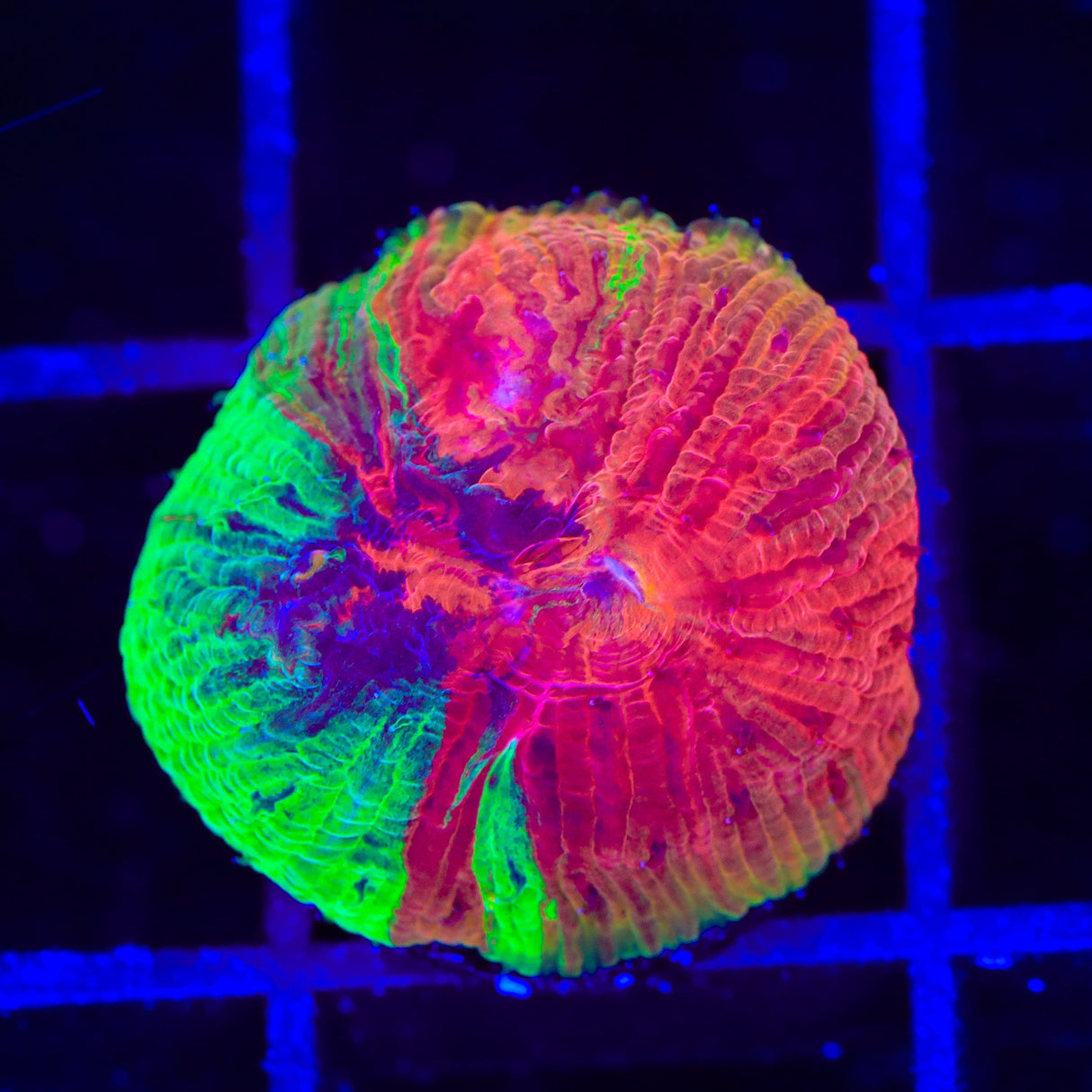 Insane Diablo Diaseris Plate Coral