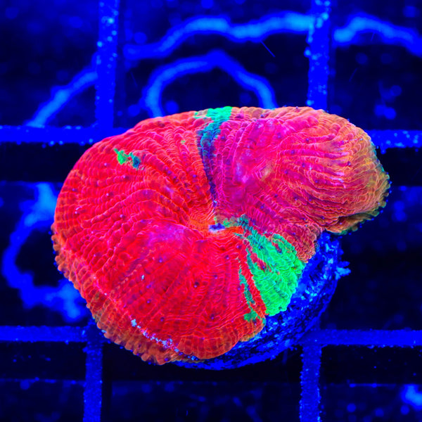 Insane Diablo Diaseris Plate Coral