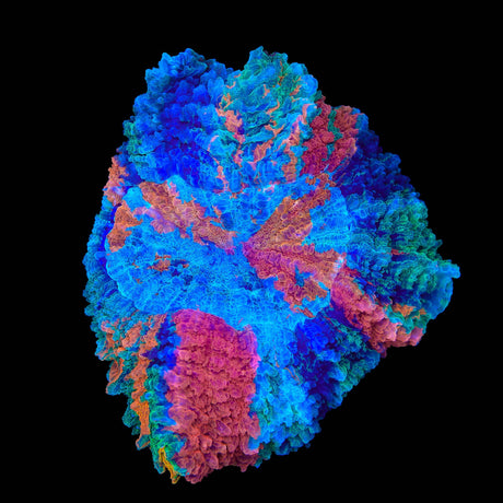 Insane Master Rainbow Acanthophyllia Coral