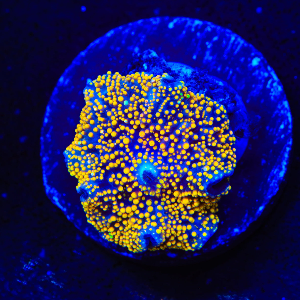 Interstellar Bounce Mushroom Coral