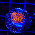 Interstellar Mushroom Coral