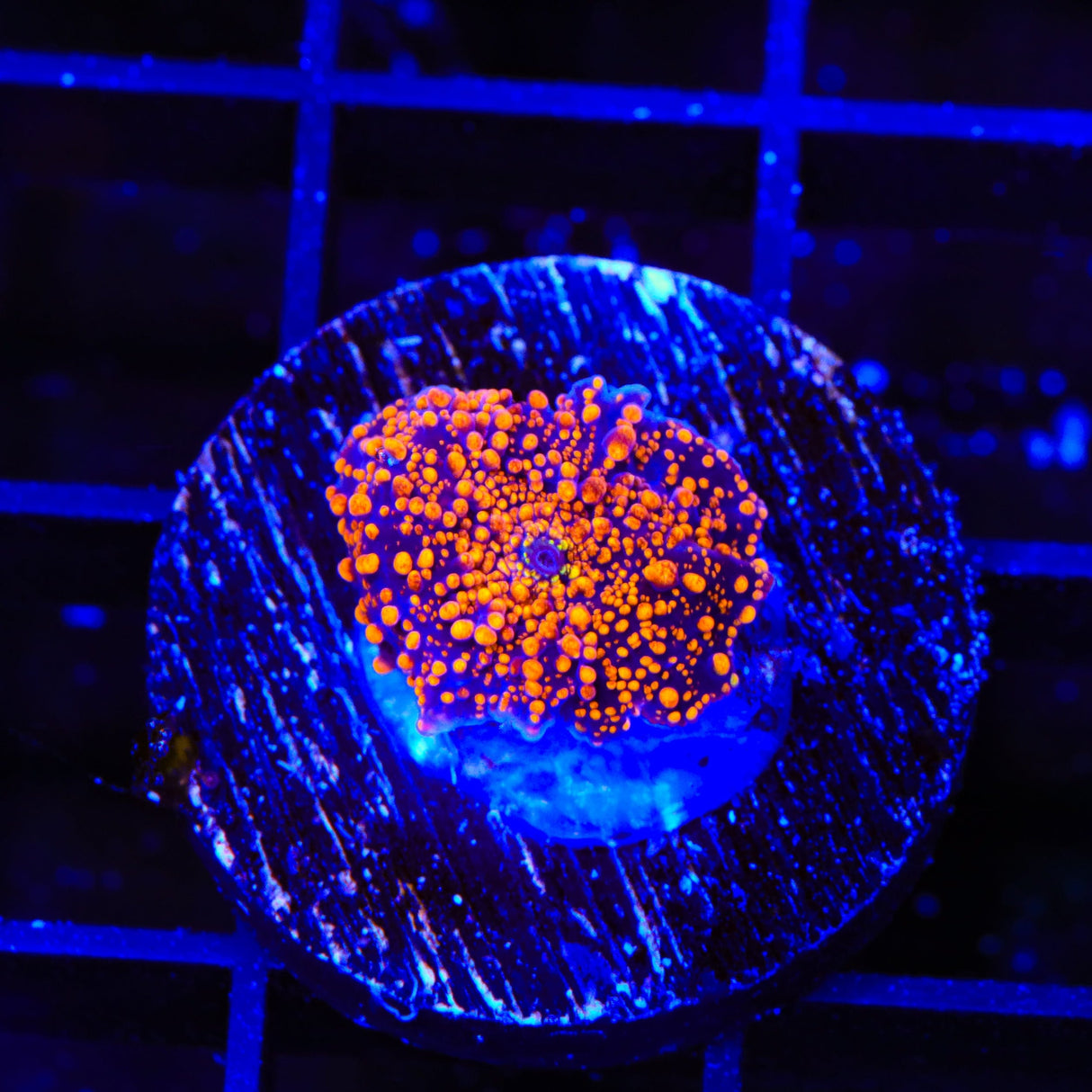 Interstellar Mushroom Coral