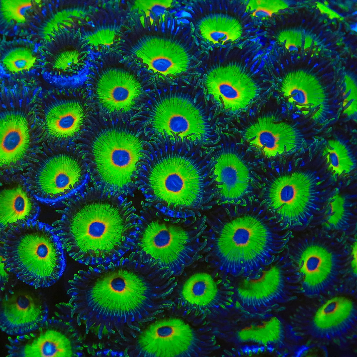 Island Time Zoanthids Coral