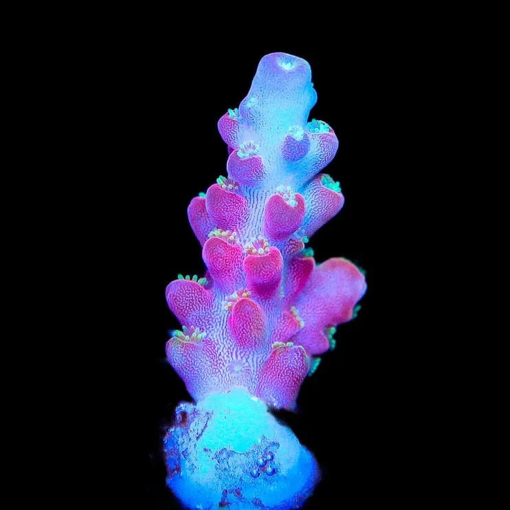 Jake Adams Rose Acropora Coral