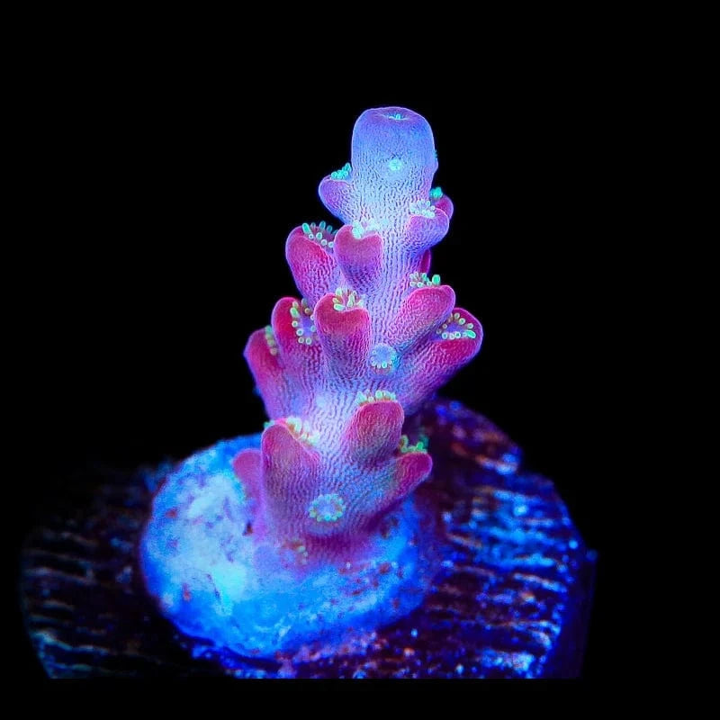 Jake Adams Rose Acropora Coral