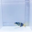 Jansen Saddle Wrasse (Thalassoma jansenii)