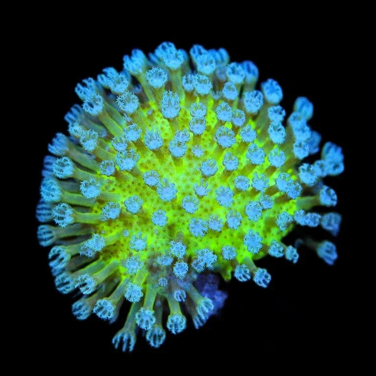 coralcoralページ Japanese Toadstool Leather Coral – Top Shelf Aquatics