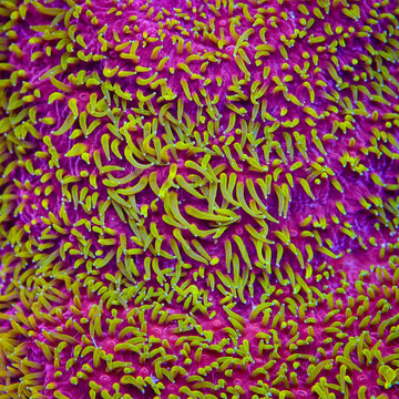 Jason Fox Freak Hair Lithophyllon Coral