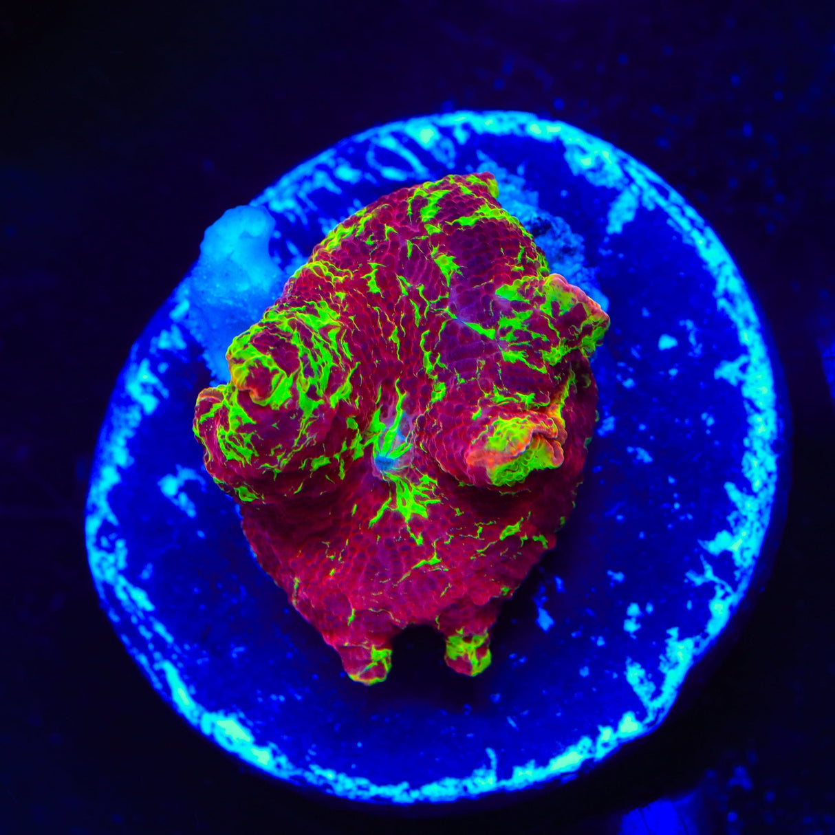 Jawbreaker Mushroom Coral