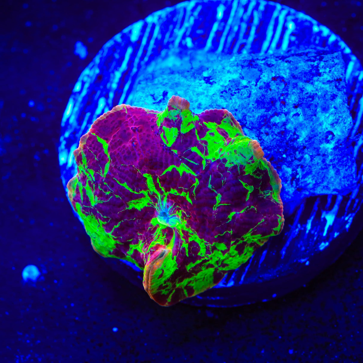 Jawbreaker Mushroom Coral