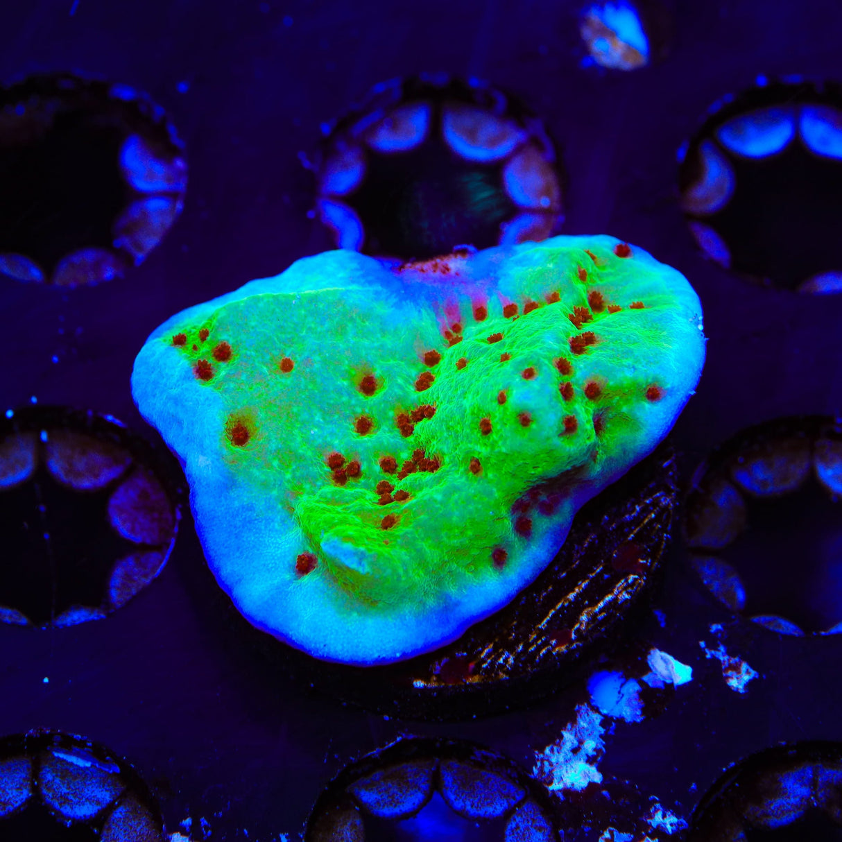 Jedi Mind Trick Montipora Coral