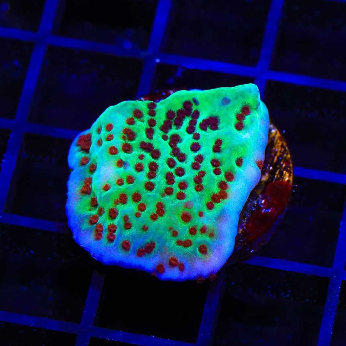 Jedi Mind Trick Montipora Coral