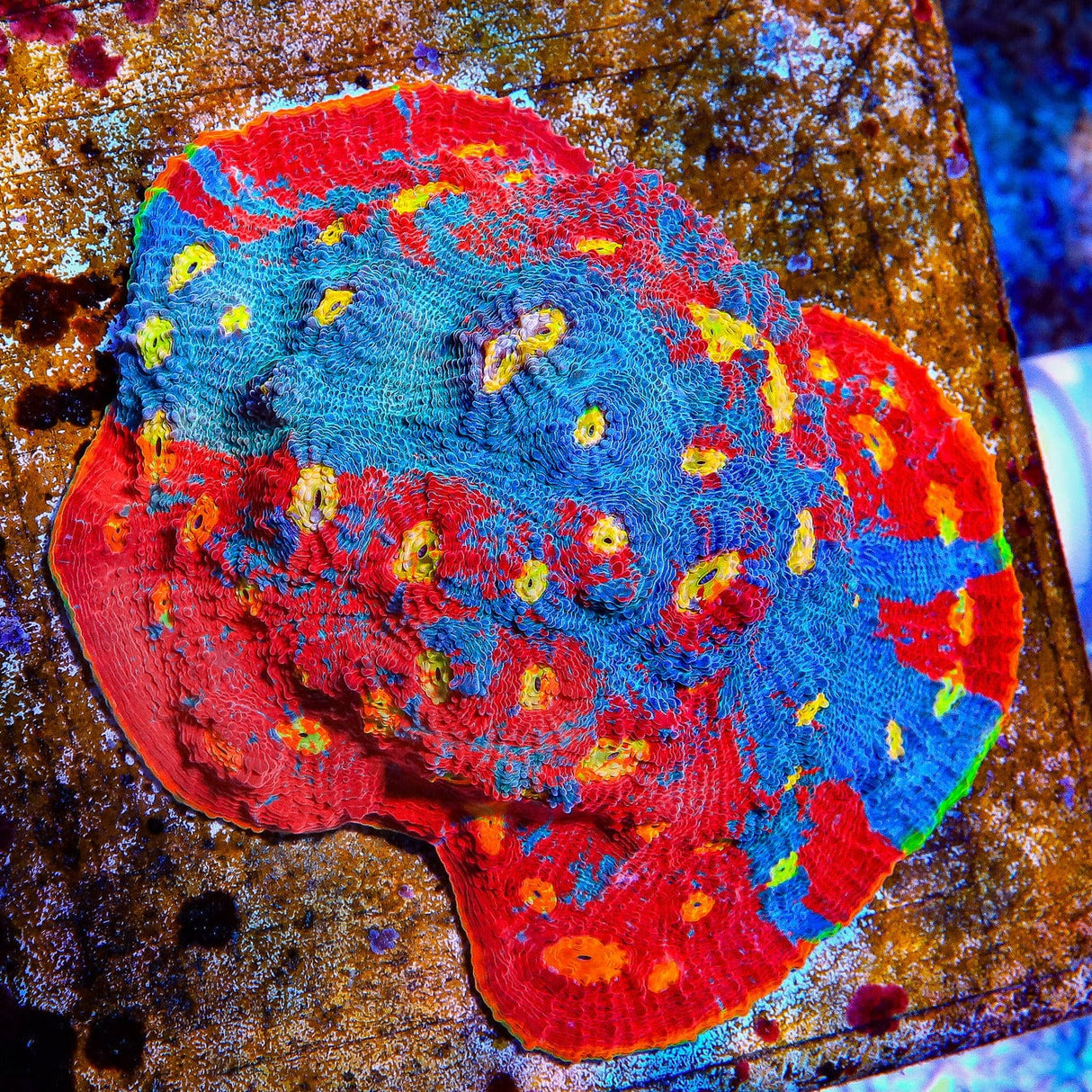 Jelly Bean Chalice Coral