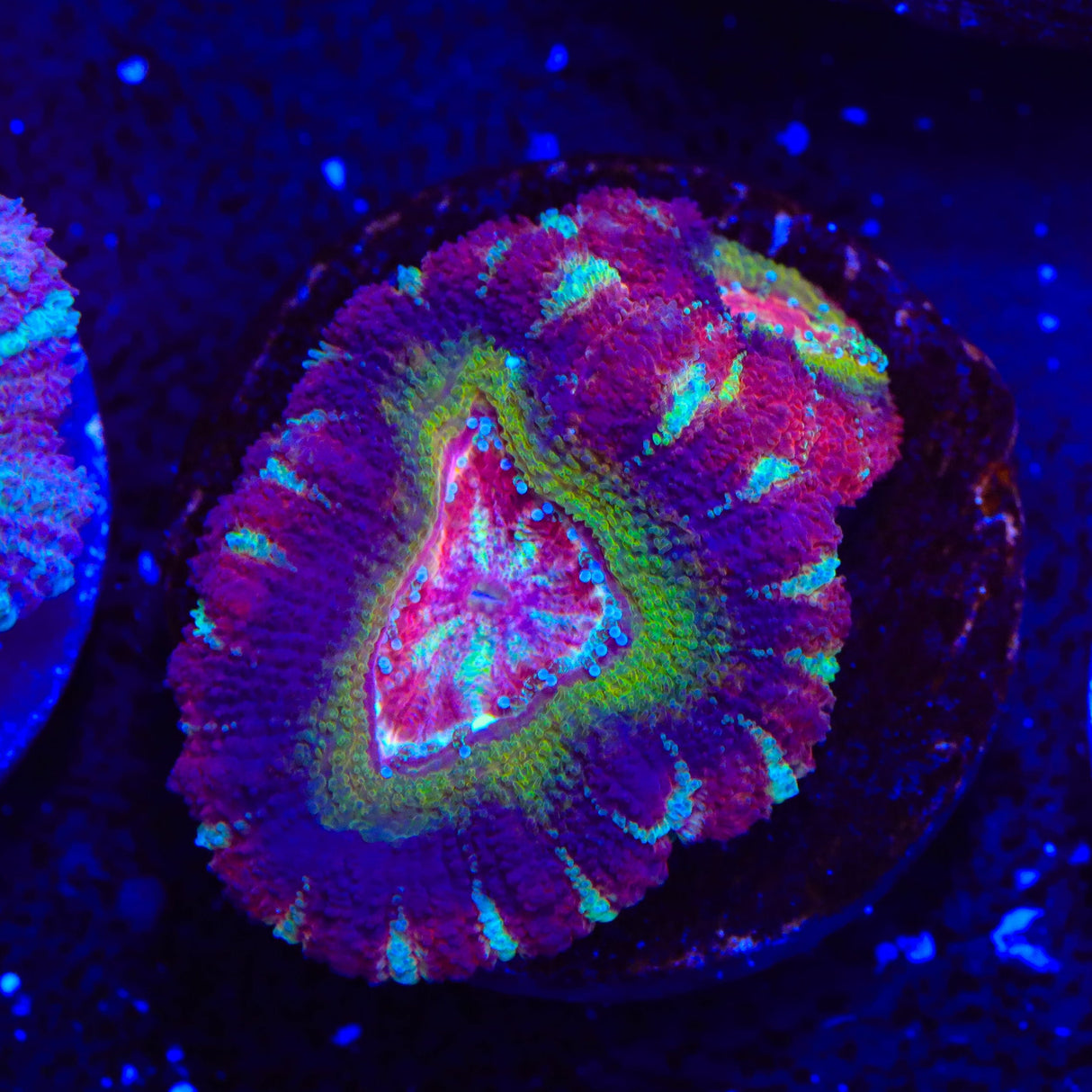 Jester Deep Water Acan Coral