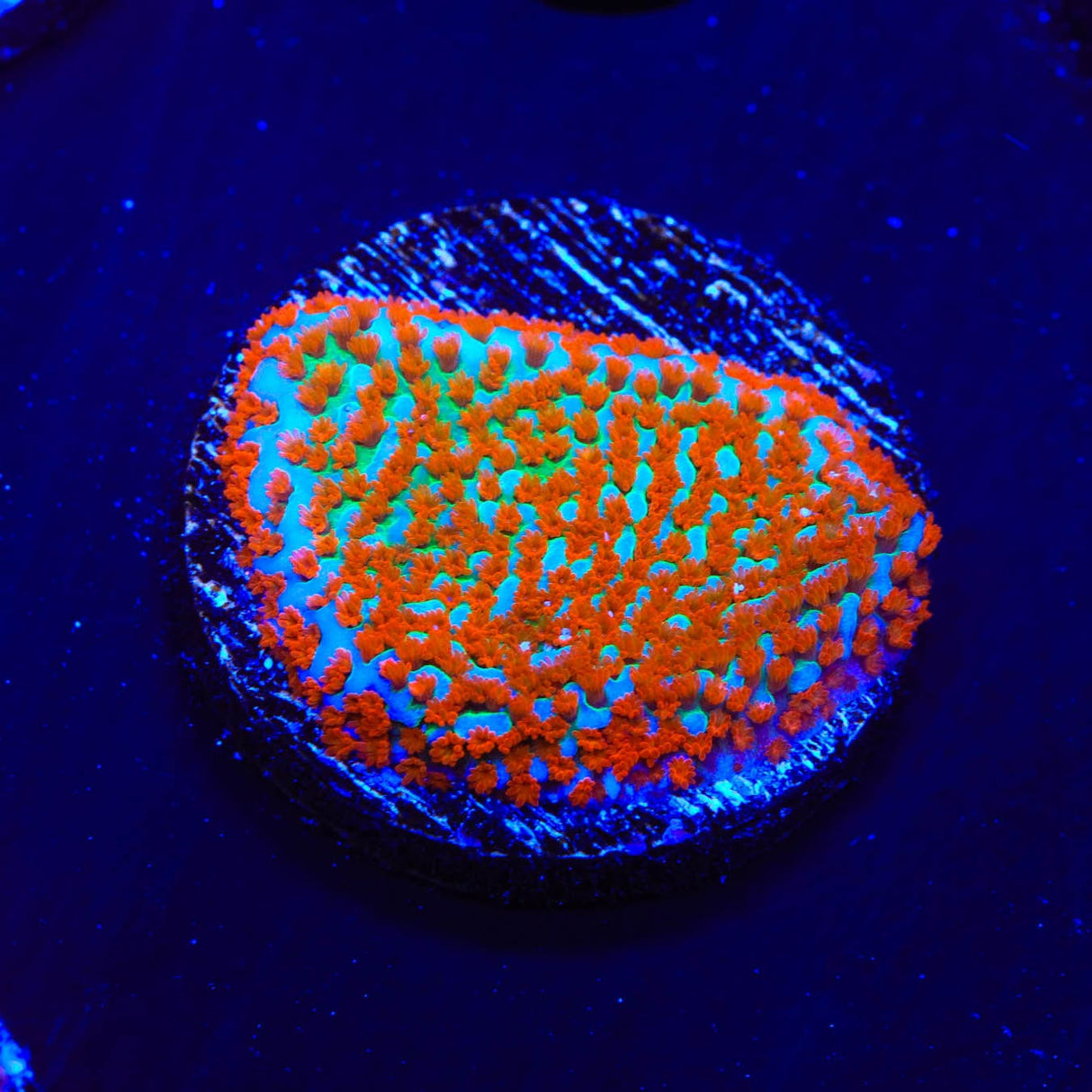 JF Aquaman Montipora Coral