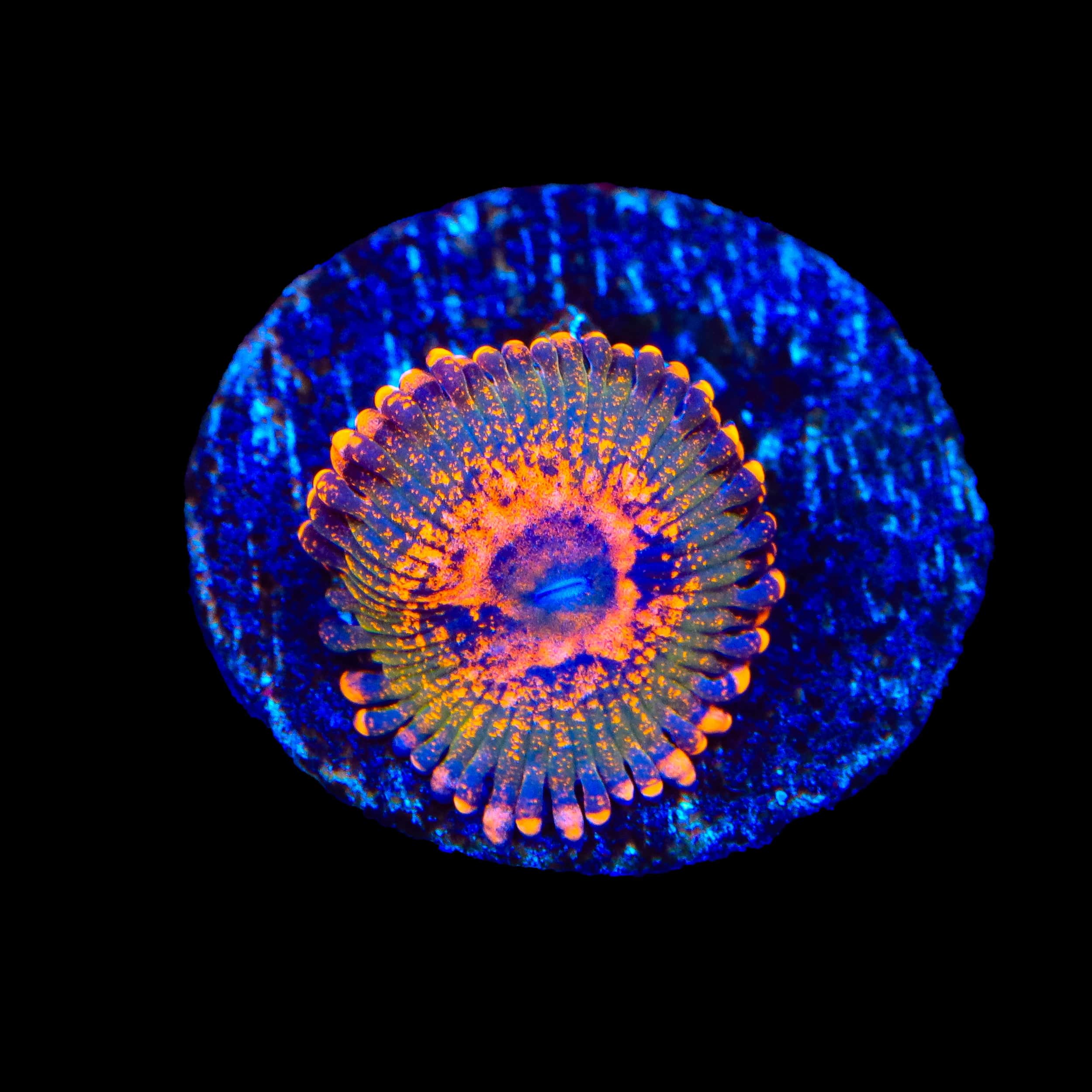 JF Azz Krak Zoanthids Coral – Top Shelf Aquatics