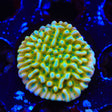 JF Beach Bum Montipora Coral