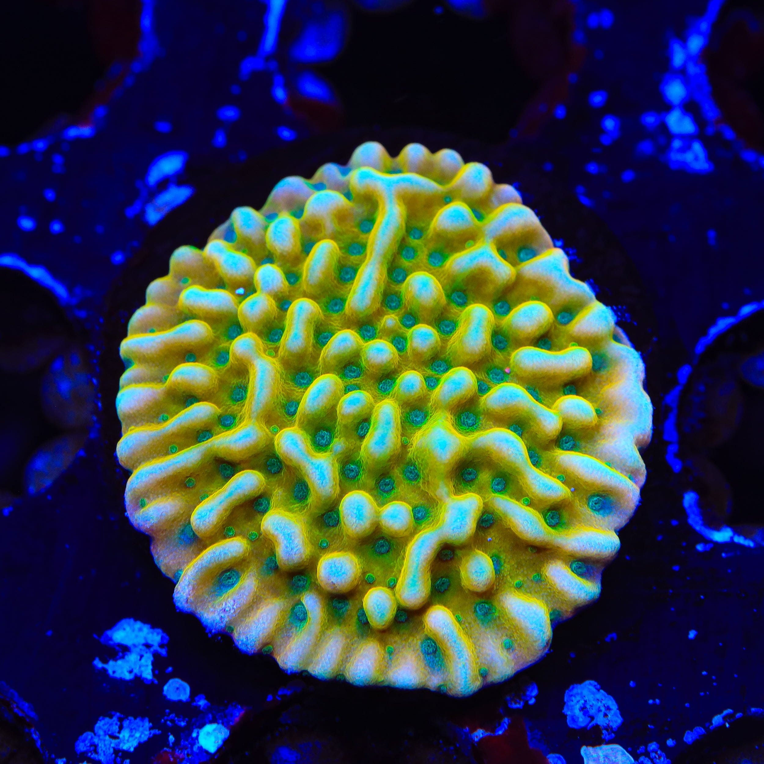 JF Beach Bum Montipora Coral