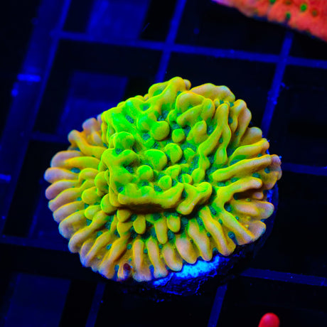 JF Beach Bum Montipora Coral