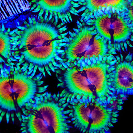 JF Bloodshot Zoanthids Coral