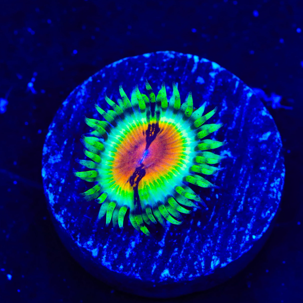 JF Bloodshot Zoanthids Coral