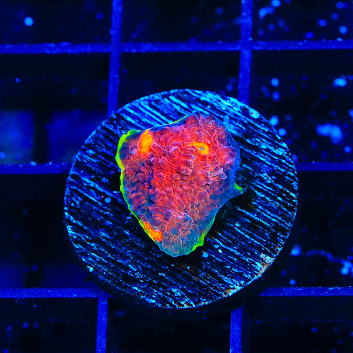 JF Crazy Fox Chalice Coral