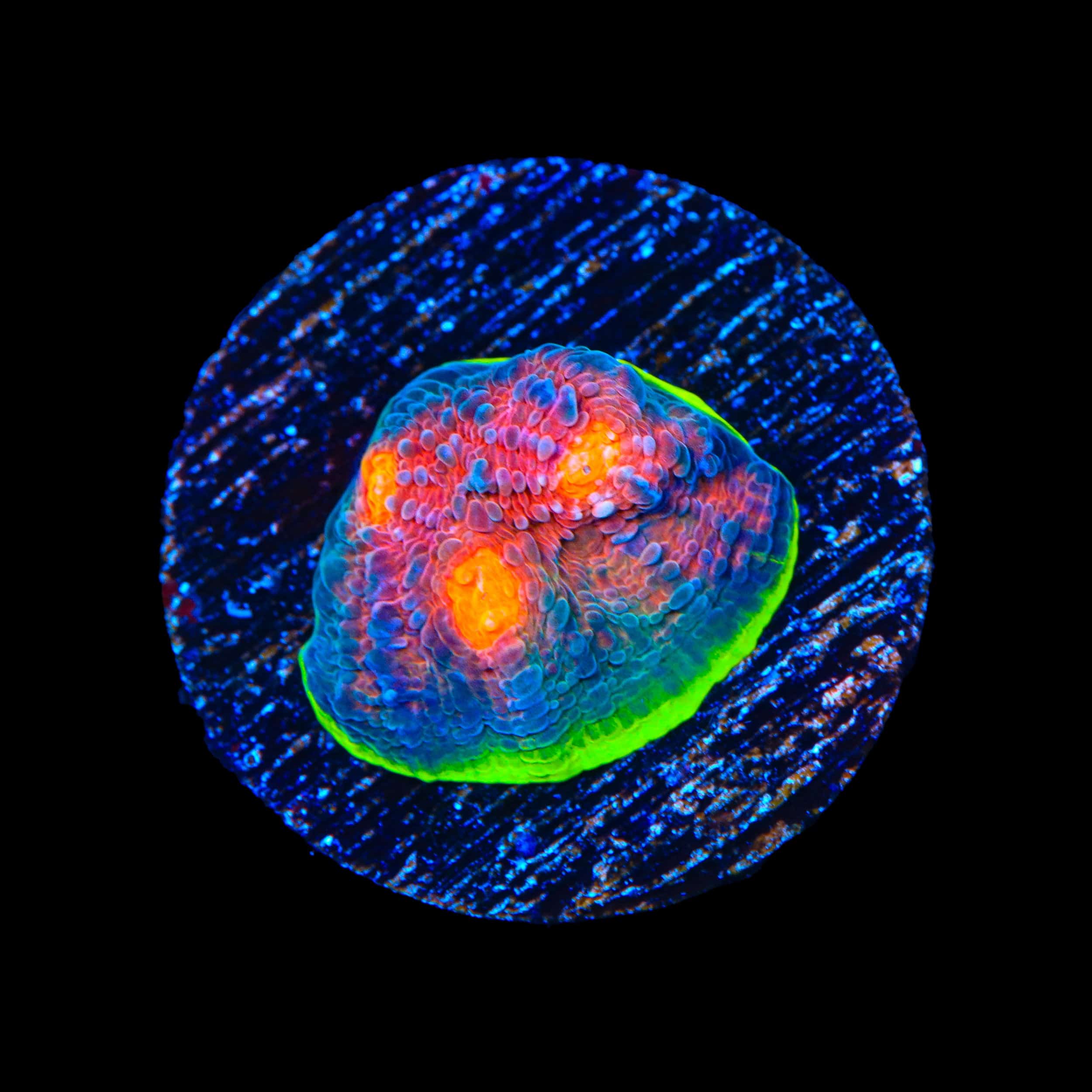 JF Crazy Fox Chalice Coral – Top Shelf Aquatics