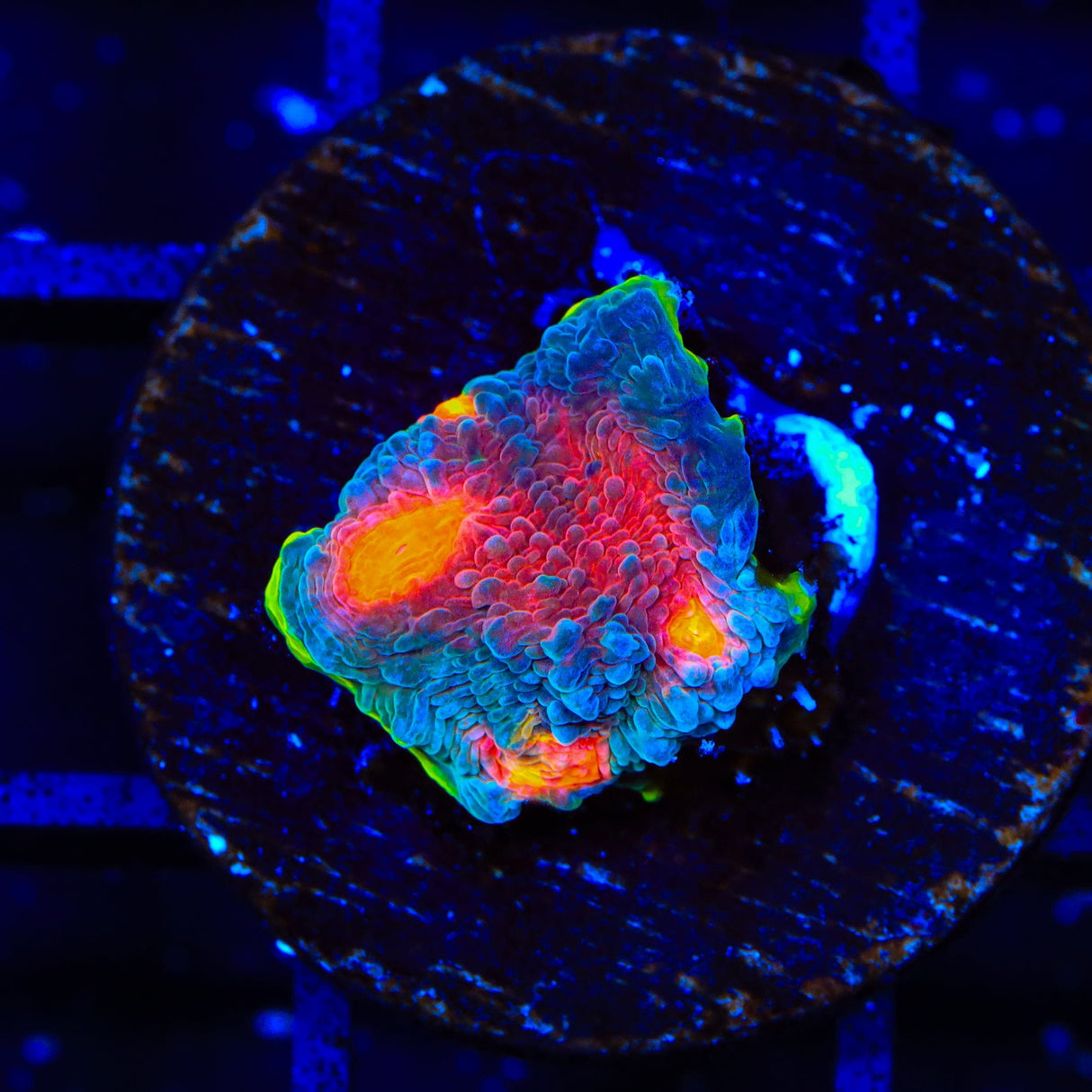 JF Crazy Fox Chalice Coral