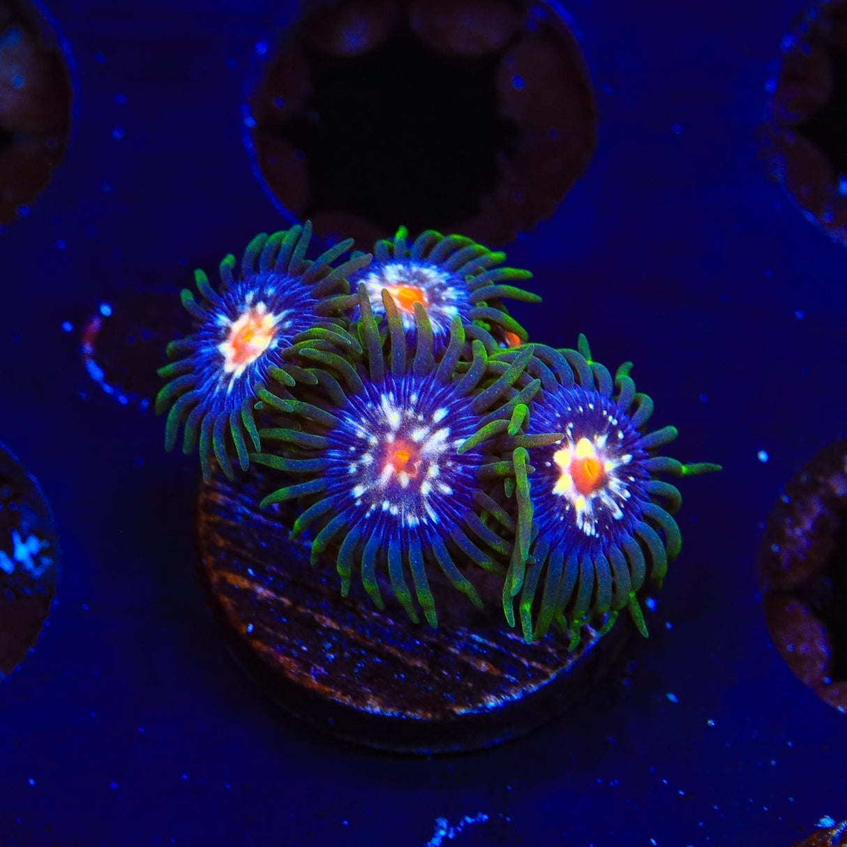 JF Daisy Cutter Zoanthids Coral