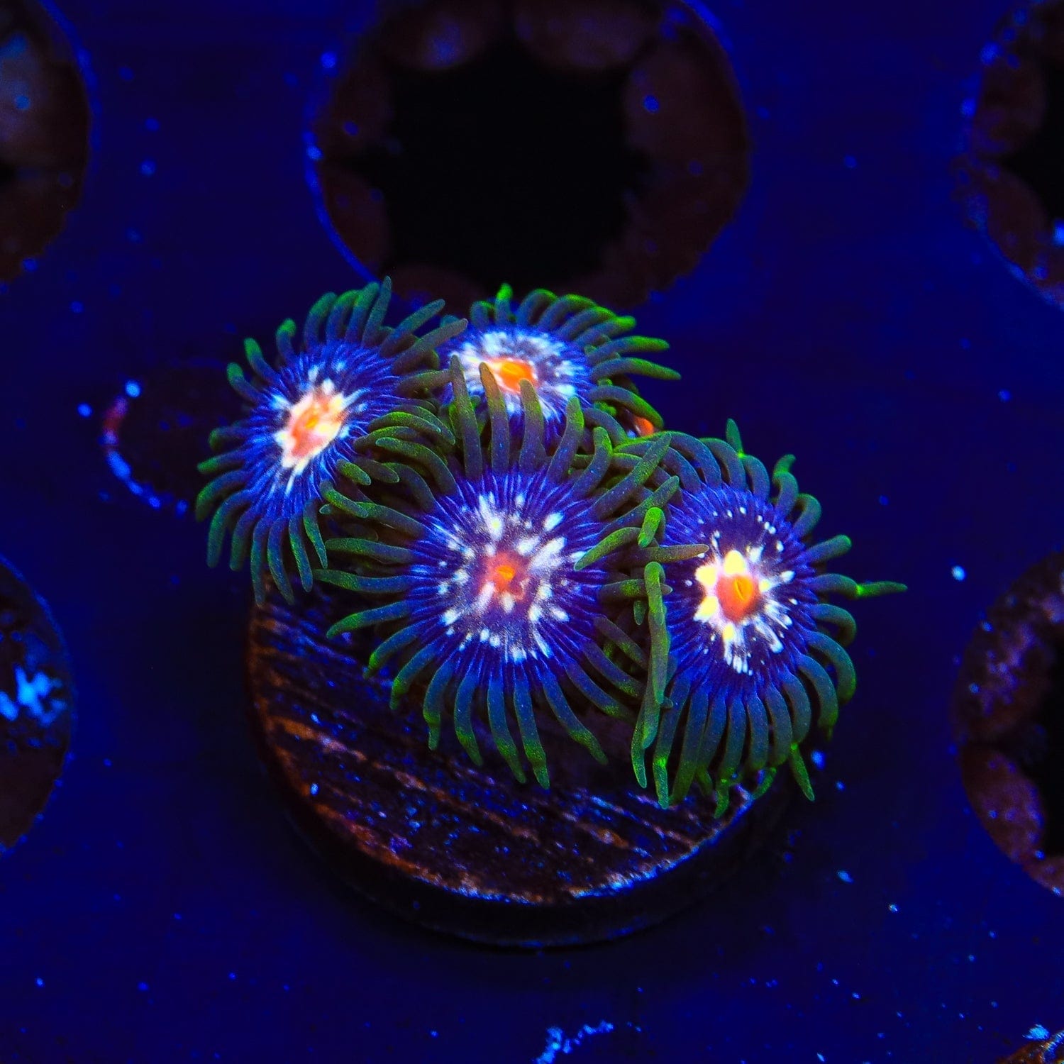 JF Daisy Cutter Zoanthids Coral