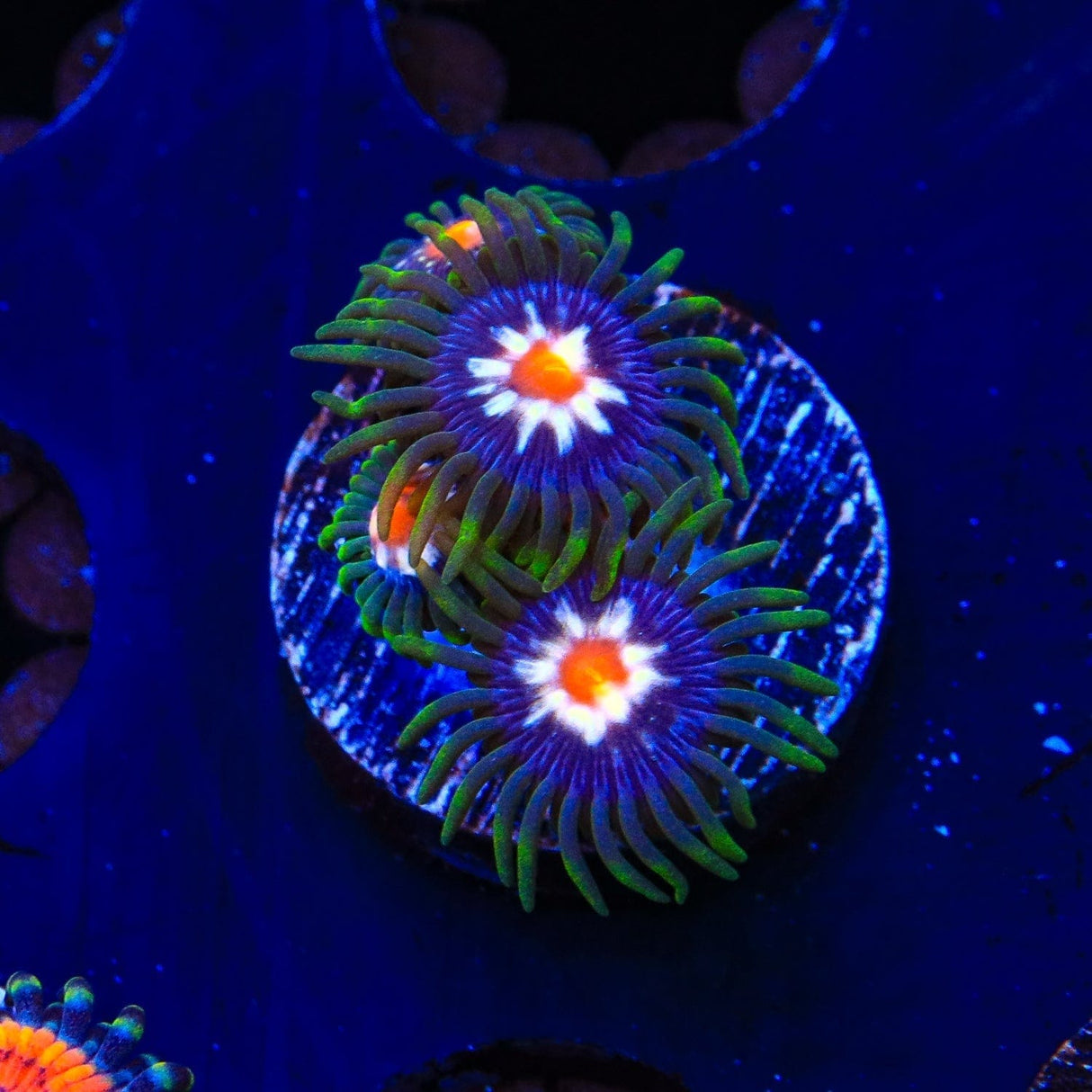 JF Daisy Cutter Zoanthids Coral