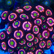 JF Daisy Duke Zoanthids Coral