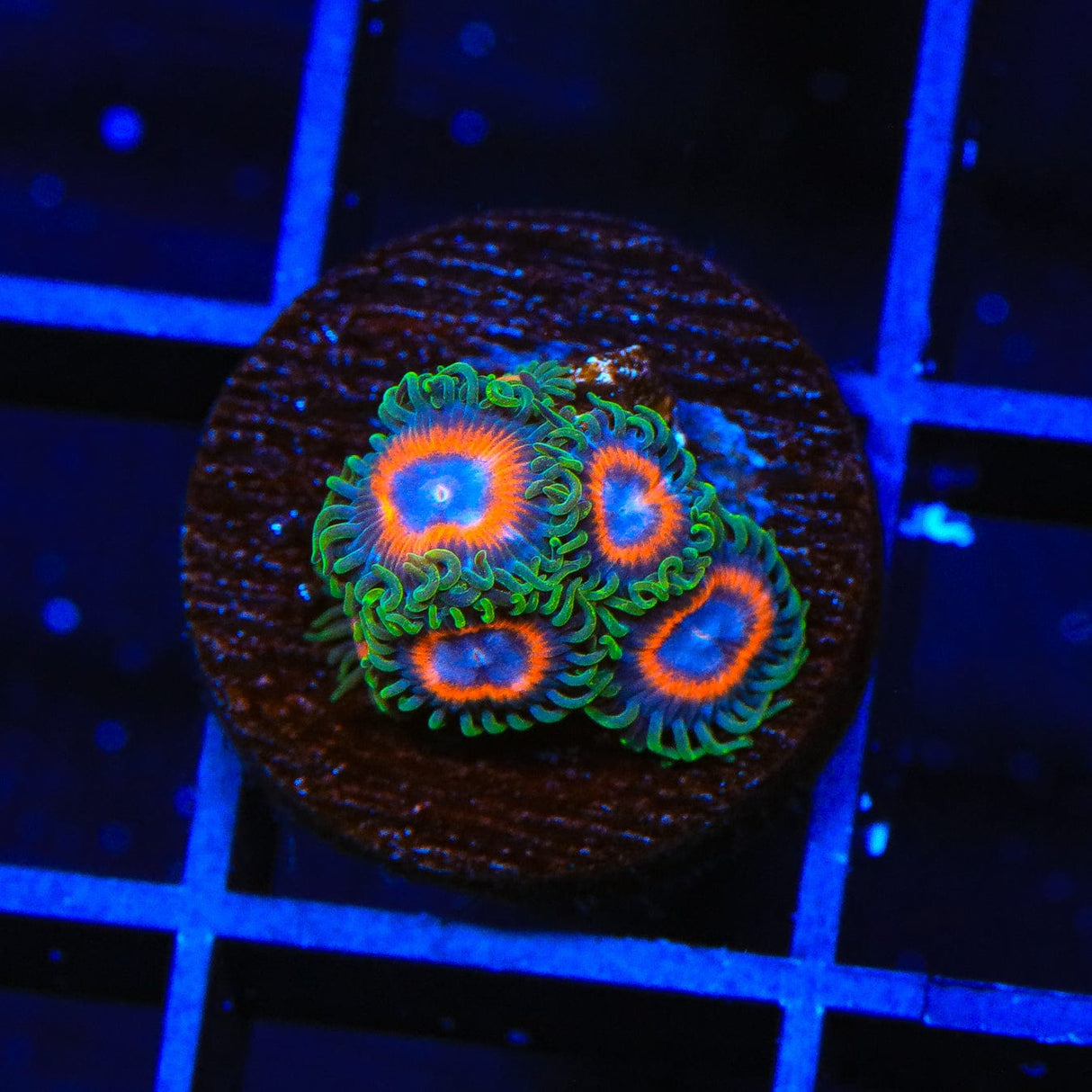 JF Fairy Tales Zoanthids Coral