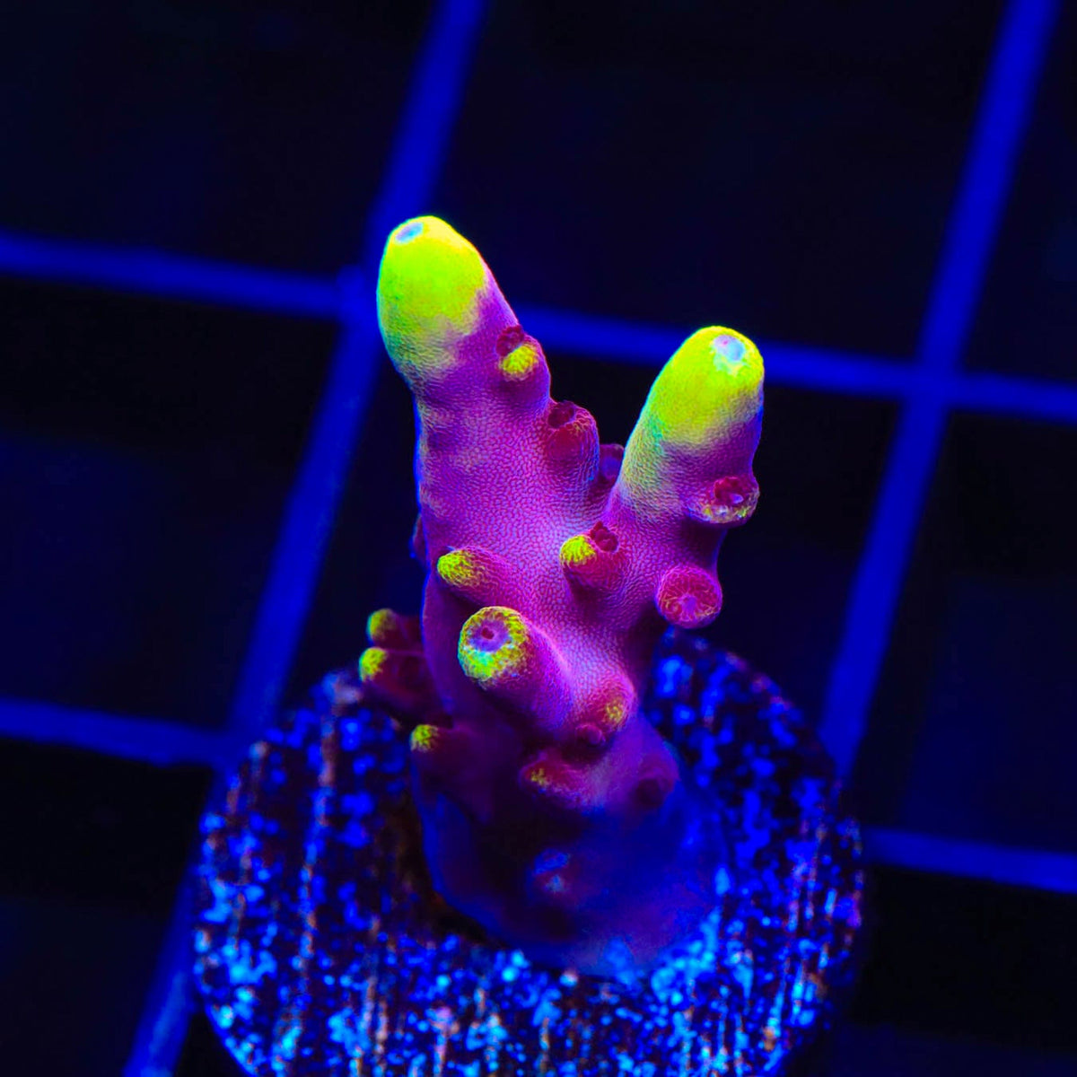 Fox Flame Acropora Coral - 800 Grown - Lg Frag