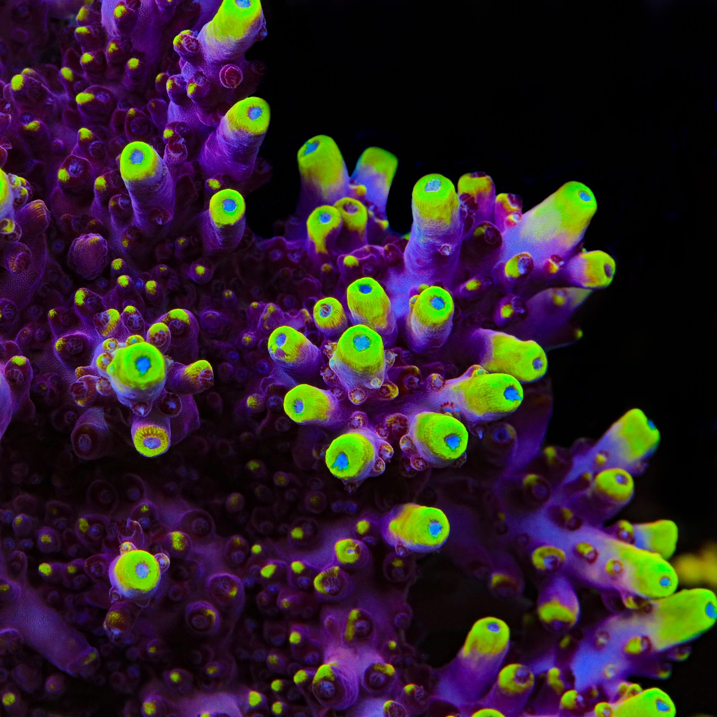 JF Fox Flame Acropora Coral – Top Shelf Aquatics