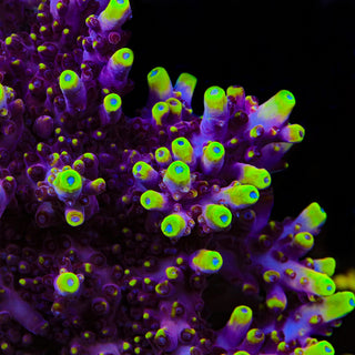 JF Fox Flame Acropora Coral