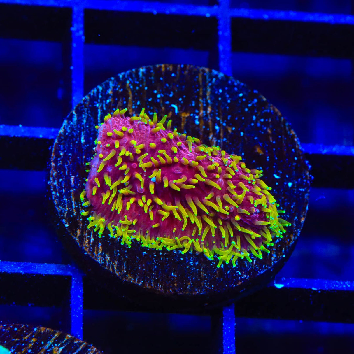JF Freak Hair Lithophyllon Coral