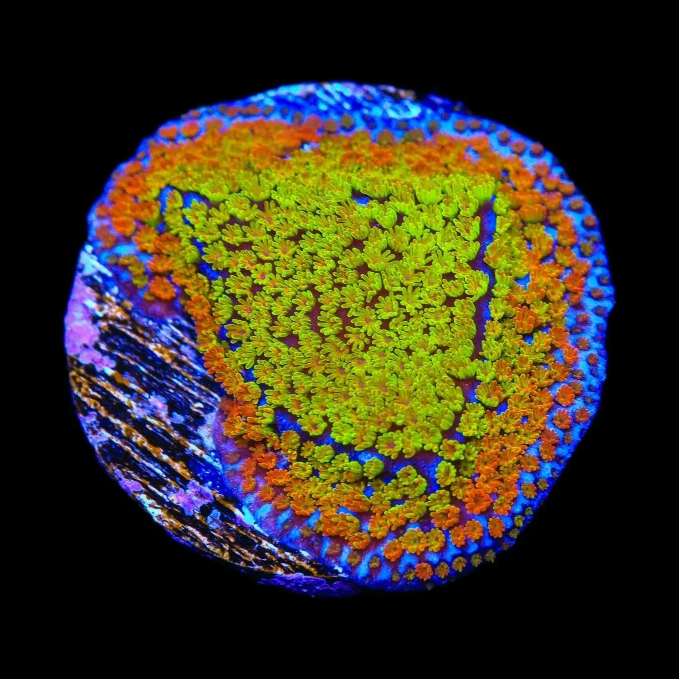 JF Fruity Pebbles Montipora Coral